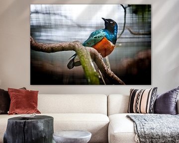 Bird of color