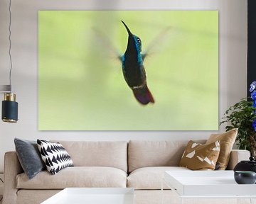 Black-throated Mango in flight, Brazil sur Wilfred Marissen