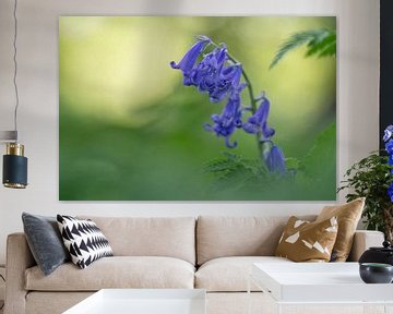 Bluebells. Photo of a solitary wood hyacinth surrounded by soft fern leaves. by Birgitte Bergman