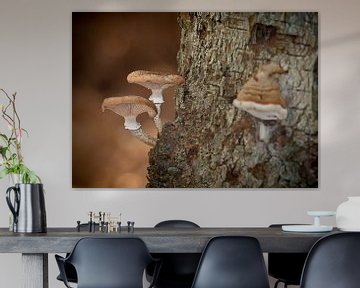 Mushroom van Focus Studio Fotografie