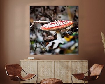 Red Mushroom sur Focus Studio Fotografie