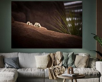 Cactus landscape von Focus Studio Fotografie