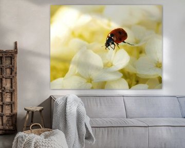 Lieveheersbeestje op de witte hortensia van Jessica Berendsen