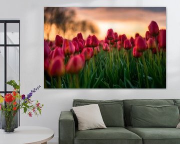 Bloeiende tulpen sur Maarten Mensink