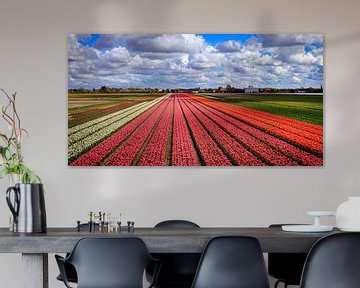 Bloemenvelden met Nederlandse Tulpen