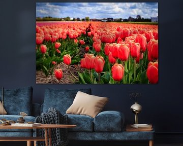 Nederlandse tulpen in bloei