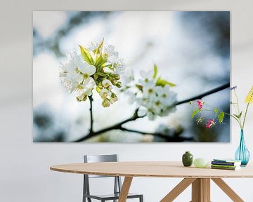 Fleurs de fruits blancs dans les arbres sur Fotografiecor .nl