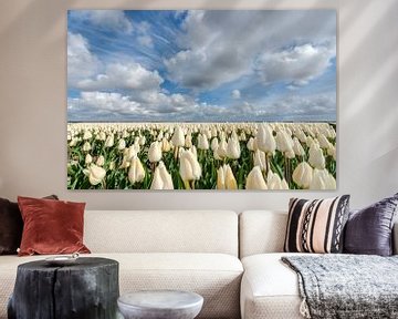 Weiße Zwiebelfelder mit Tulpen und Wolken im Polder