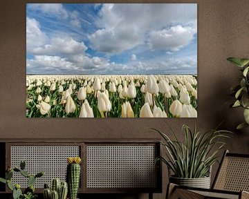 Witte bollenvelden met tulpen en wolken in de polder