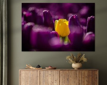 Blooming tulips during spring by Fotografiecor .nl