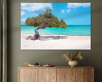 Divi divi tree on Aruba island in the Caribbean Sea by Eye on You