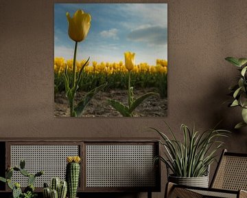 Yellow Tulips 1 von Arjan Benders