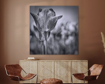 tulp in zwart-wit