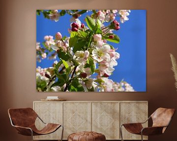 Apple Tree Blossoms / Japanese Apple by RaSch-BS_Design