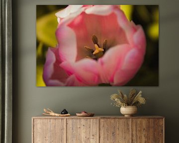 Roze tulp van dichtbij van Stedom Fotografie