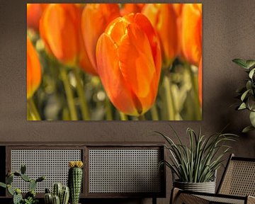Oranje tulpen von Stedom Fotografie