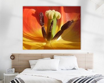 tulp