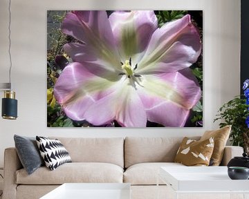 tulp