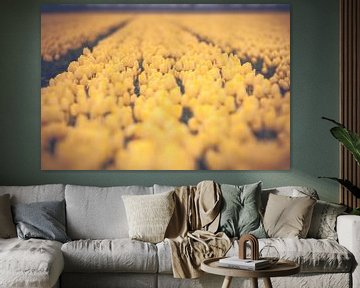 Yellow colored vintage bulb field by Fotografiecor .nl