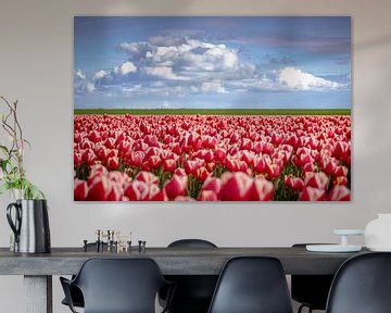 Rode tulpen in Hollands landschap