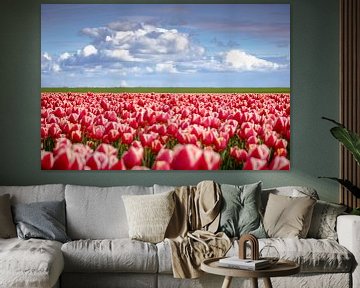 Rode tulpen in Hollands landschap