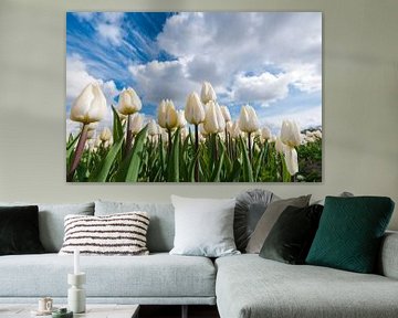 Witte tulpen onder de Hollandse wolkenlucht