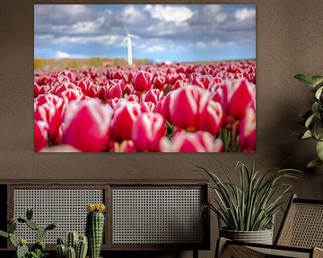 Tulipes fleuries au printemps sur Fotografiecor .nl