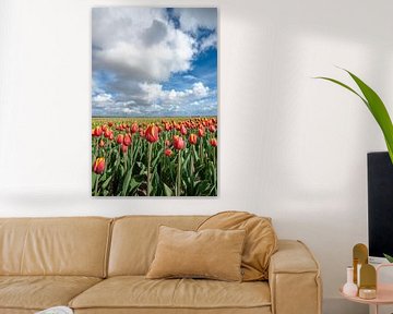 Freshly colored tulip field in spring by Fotografiecor .nl