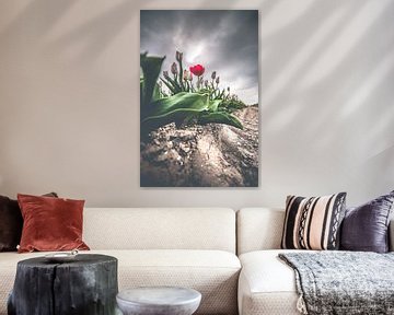 Rote anomale Tulpe auf Feld unter dunklen Wolken