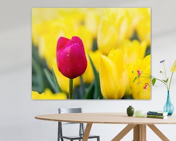 Rode tulp tussen gele tulpen