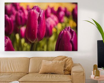 Paarse tulpen van Stedom Fotografie