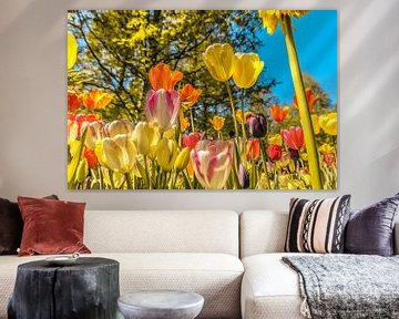 Kleurrijk veld met tulpen