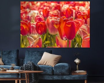 Prachtige gekleurde tulpen van Stedom Fotografie