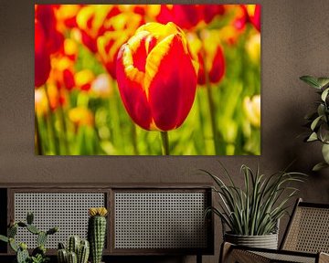Gekleurd tulpenveld van Stedom Fotografie
