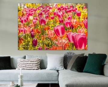 Kleurrijk veld tulpen