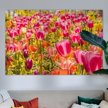Kleurrijk veld tulpen
