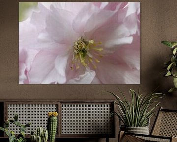 Japanese cherry in close up by Cora Unk