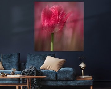 red tulip in bloom by eric van der eijk
