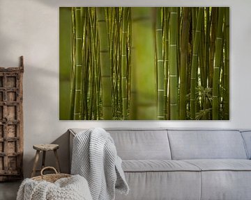 Bamboo by Leon van Voornveld