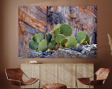 Tough Cactus sur Paul van Baardwijk