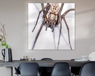 Harige spin in aanvalshouding op witte achtergrond. by Harrie Muis