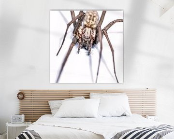 Harige spin in aanvalshouding op witte achtergrond. von Harrie Muis