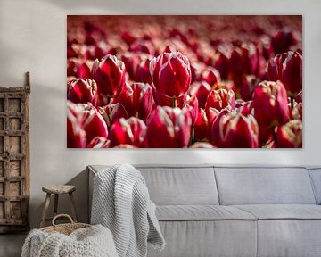 Qui est la plus belle tulipe de toutes sur Fotografiecor .nl