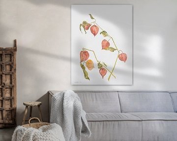 Oranje lampionplant, aquarel van Marlies Huijzer. origineel ca 20x25 cm van Martin Stevens