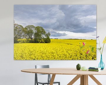 Canola field with clouds in the sky van Rico Ködder