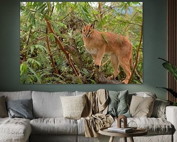 caracal in boom van Linda Manzaneque