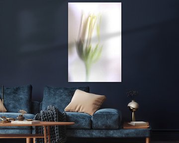 whit Flower by Augenblicke im Bild