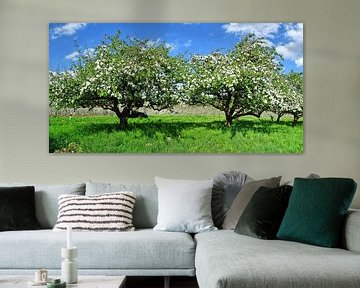 Obstbäume