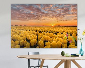 Gekust door de zon gele tulpen van Costas Ganasos