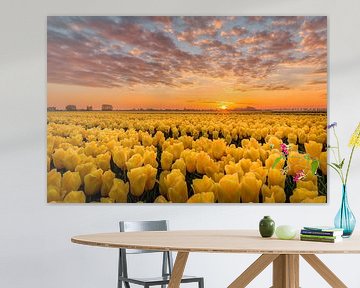 Gekust door de zon gele tulpen van Costas Ganasos